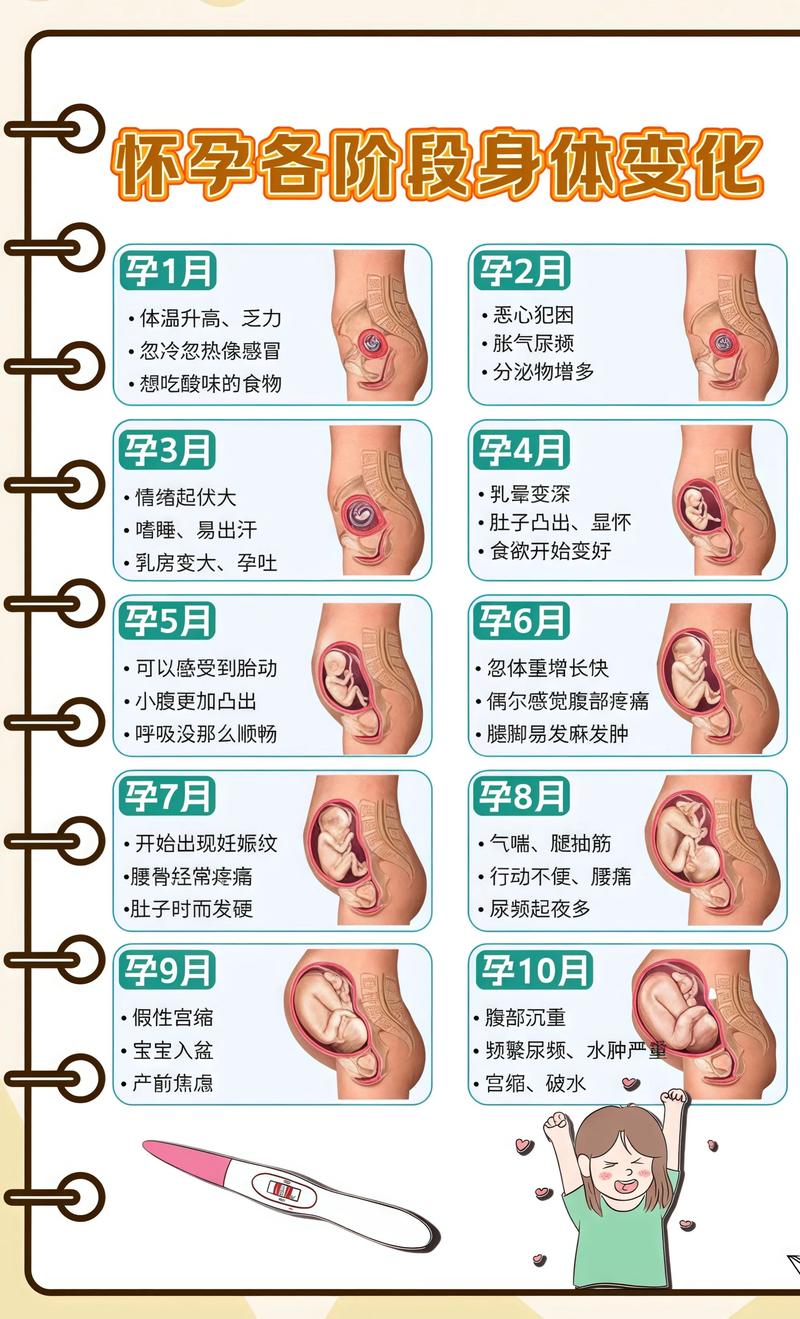 揭秘供卵代孕妈妈怀孕小腹分两节，孕期变化的奥秘仙桃代生机构: